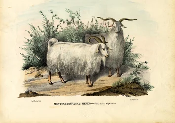 Moutons Mérinos, 1863-79